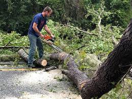 How Our Tree Care Process Works  in  Onancock, VA